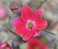 Strong cerise salmon pink flowers