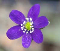 Good deep blue flowers with white stamens