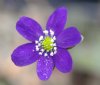 Show product details for Hepatica japonica Tsurugi