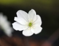 Clean white flowers like buttercups.