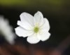 Show product details for Hepatica nobilis Alabaster