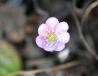 Soft pink flowers in abundance in early spring.