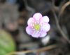 Hepatica nobilis Blush