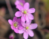 Rich pink flowers with white stamens