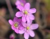 Show product details for Hepatica nobilis Carina