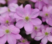 Soft pink flowers in abundance in early spring.