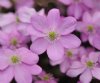 Hepatica nobilis pi...