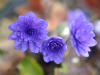 Fabulous deep blue double flowers.