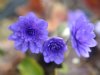 Show product details for Hepatica nobilis Harstad