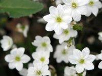 Clean white flowers like buttercups