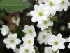 Hepatica nobilis Po...