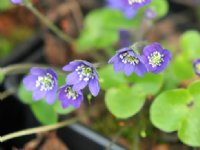 Deep blue single flowers