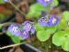 Show product details for Hepatica nobilis Walter Peters