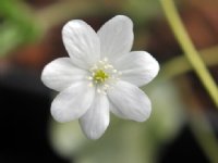 Buttercup-like white flowers.