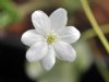 Hepatica nobilis White