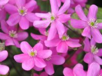 Huge pink flowers and attractive large green leaves.