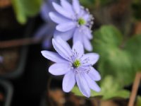 Nicely form blue flowers