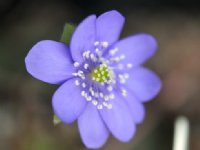 Good sized blue flowers