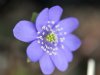 Hepatica transsilva...