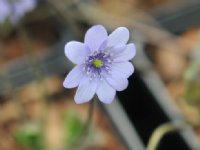 Big mid blue flowers