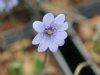 Show product details for Hepatica  x media Winterzauber