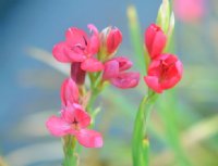 Scarlet red flowers on slender stems