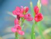 Show product details for Hesperantha coccinea