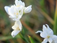 Nice big clean white flowers