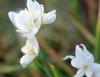 Show product details for Hesperantha coccinea alba