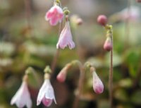 Numerous palest pink nodding tubular flowers.