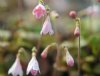 Linnaea borealis