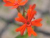 Lychnis wilfordii