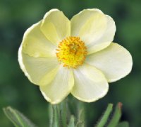 Nice pale yellow poppy like flowers