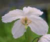 Show product details for Meconopsis Moonglow
