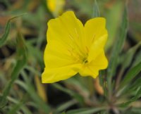 Huge bright yellow flowers over silvery foliage