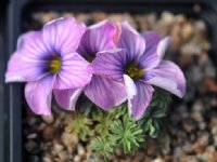 Oxalis Brenda Anderson