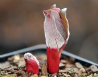 Young emerging bud covered with fine hairs.