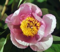 Very nice bowl shaped Pale pink flowers in spring.