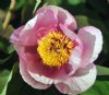 Paeonia mlokesewits...