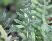 Small green fronds tipped with a bristly tip