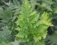 Rich green ladder like fronds