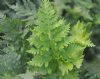 Polypodium cambricu...