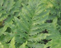 Rich green ladder like fronds