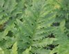 Polypodium cambricu...