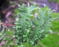 Rich green ladder like fronds