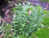 Polypodium cambricu...