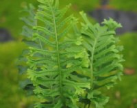 Rich green ladder like fronds