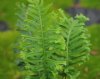 Polypodium cambricu...