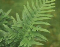 Rich green ladder like fronds