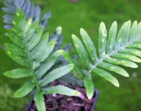 Rich green ladder like fronds